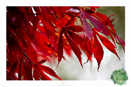 Firey Red Autumn Print