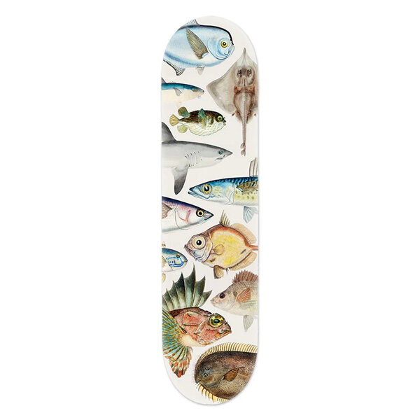Fishes of New Zealand Skateboard Deck Art