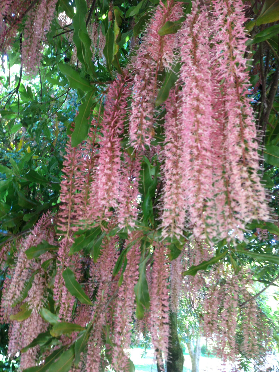 Flowering time again, these heady and gracious blooms are good for the soul.