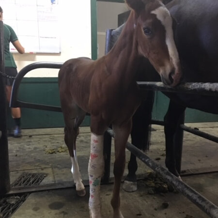 Foal Conformation Assessment