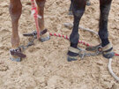 Foal Hobble Set