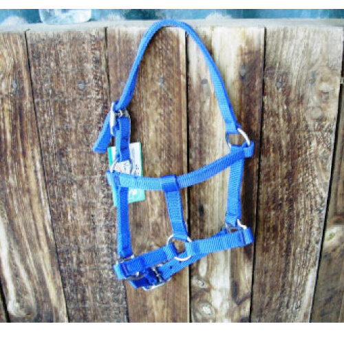 Foal Webbing Halter