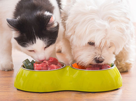 Food and nutrition to keep your pet healthy