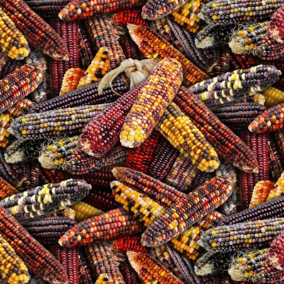 Food Festival - Native Corn