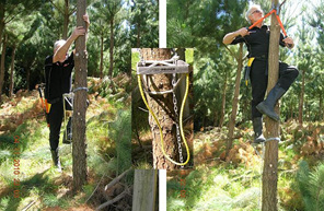 forest pruning step,tree,pruning,step,equipment,tools,manual