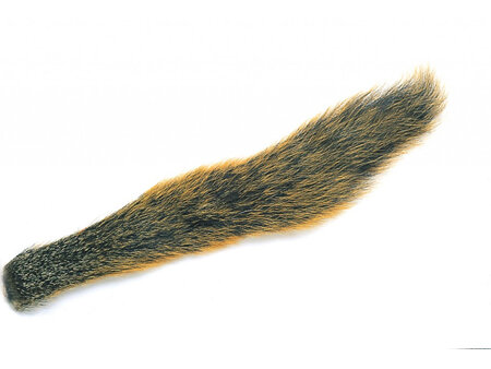 Fox Squirrel Tail