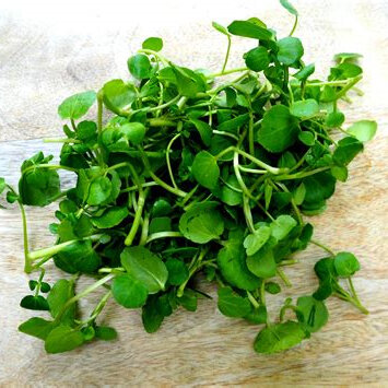 Fresh Microgreens & Herbs