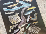 Freshwater Species Colourway Print