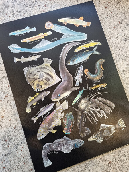 Freshwater Species Colourway Print