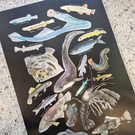 Freshwater Species Colourway Print