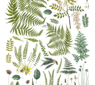 Frond Botanical IOD Decor Transfer