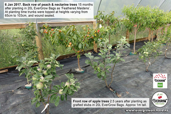 Fruit trees in EverGrow Bags are perfect for small gardens