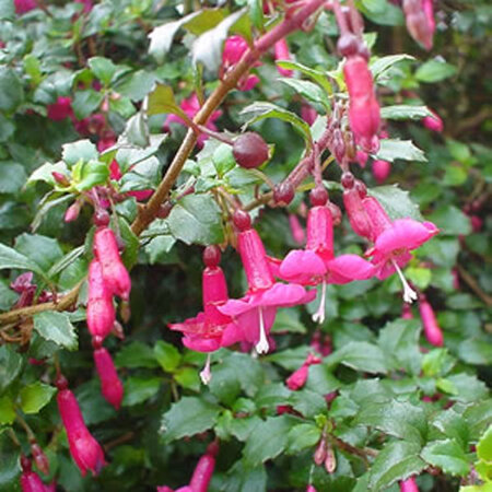 Fuchsia Candy Bells