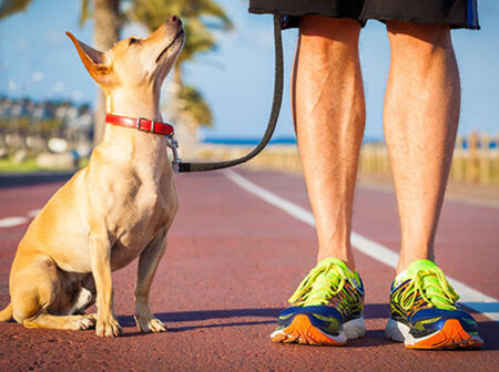 Fun ways to keep fit with your dog