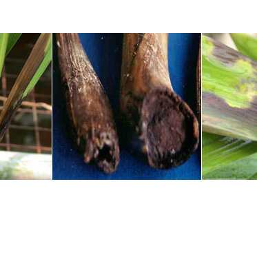Fungal disease on orchid