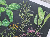 Garden Herbs Colourway