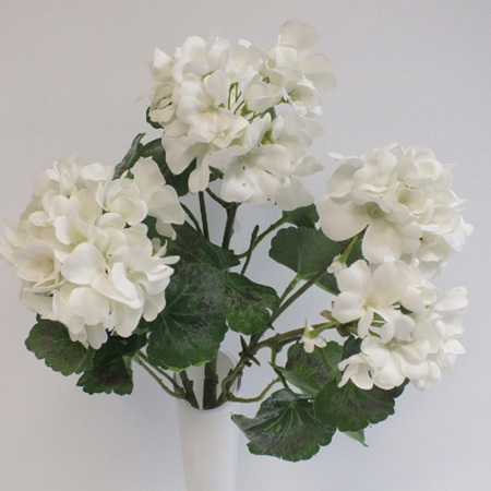Geranium bush white 4444