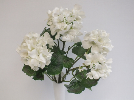Geranium bush white 4444