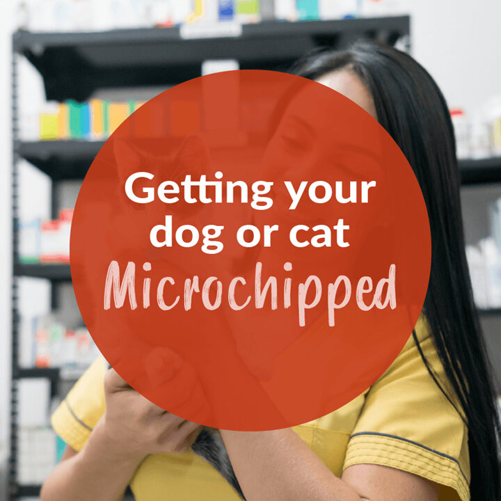 Getting Your Dog or Cat Microchipped