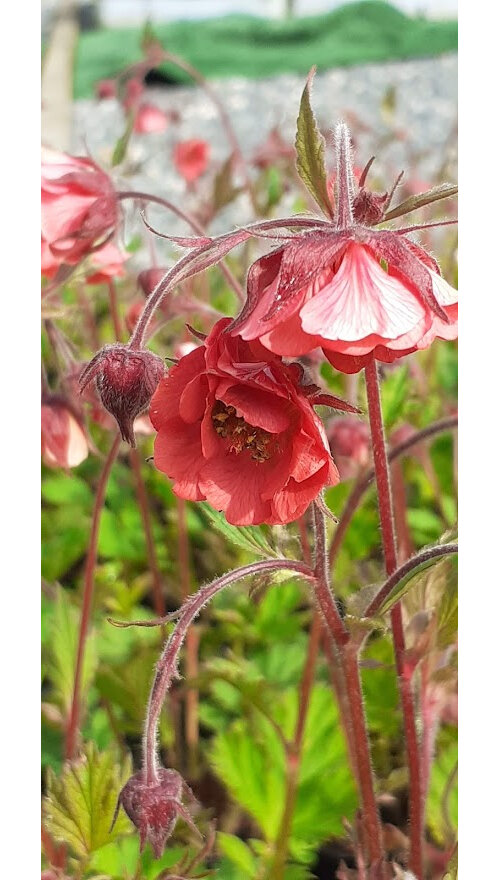 Geum rivale