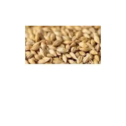 Gladfield Chit Barley