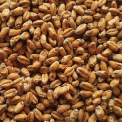 Gladfield Wheat