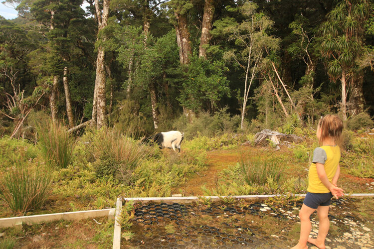 goat lyell saddle hut kids