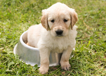 Golden retriever puppy