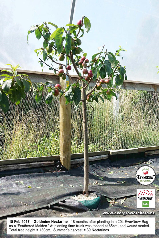 Goldmine Nectarine thrives in an EverGrow Bag and crops a year early