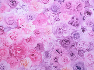 Gradients Parfait-Rainbow Roses-Purple Passion