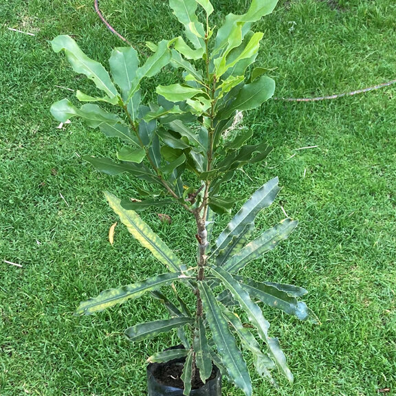 Grafted macadamia plants