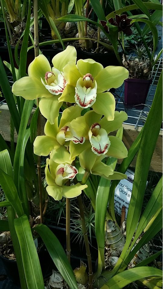 Green Cymbidium Eva Orchids Nursery 