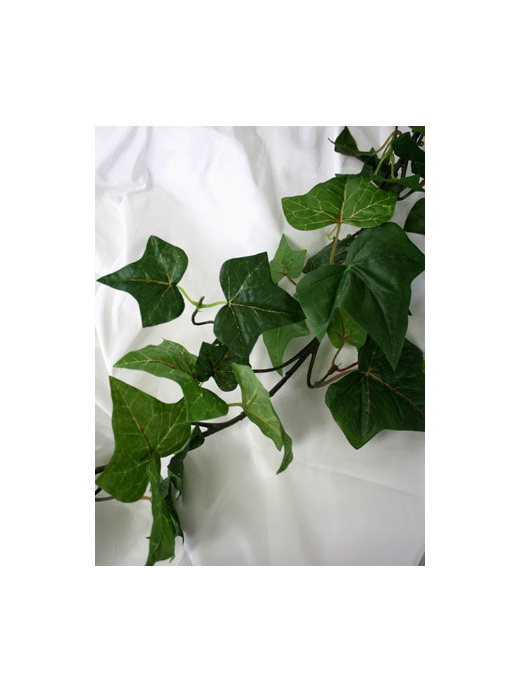 Green English ivy
