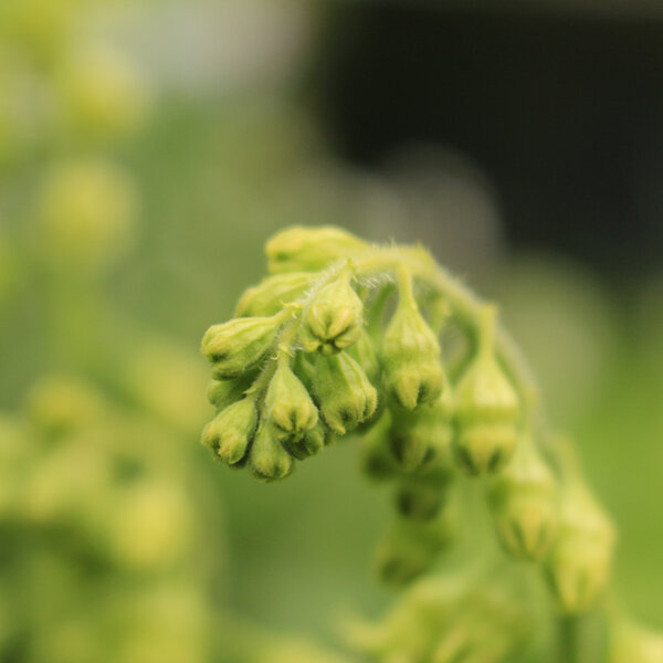 Green Flowers