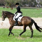 Green to Dressage