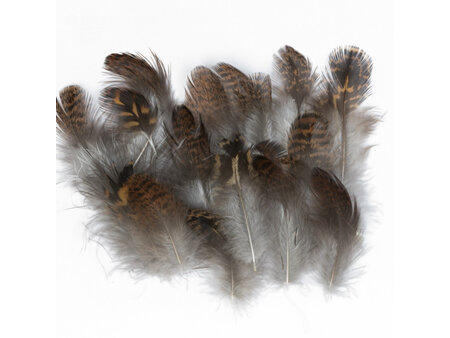 Grouse Body Plumage