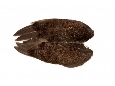 Grouse Whole Wings