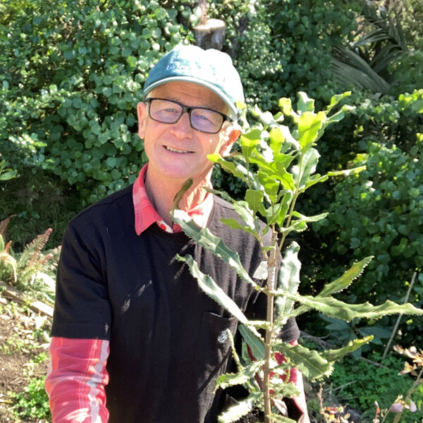 GT 210 grafted macadamia plant