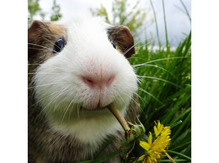 Guinea Pig Care