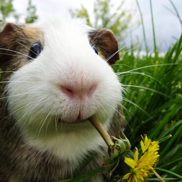 Guinea pig information