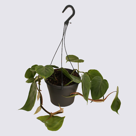 Heartleaf Philodendron (Philodendron scanden) 17cm hanging Pot Plant