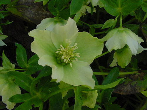 Helleborus orientalis