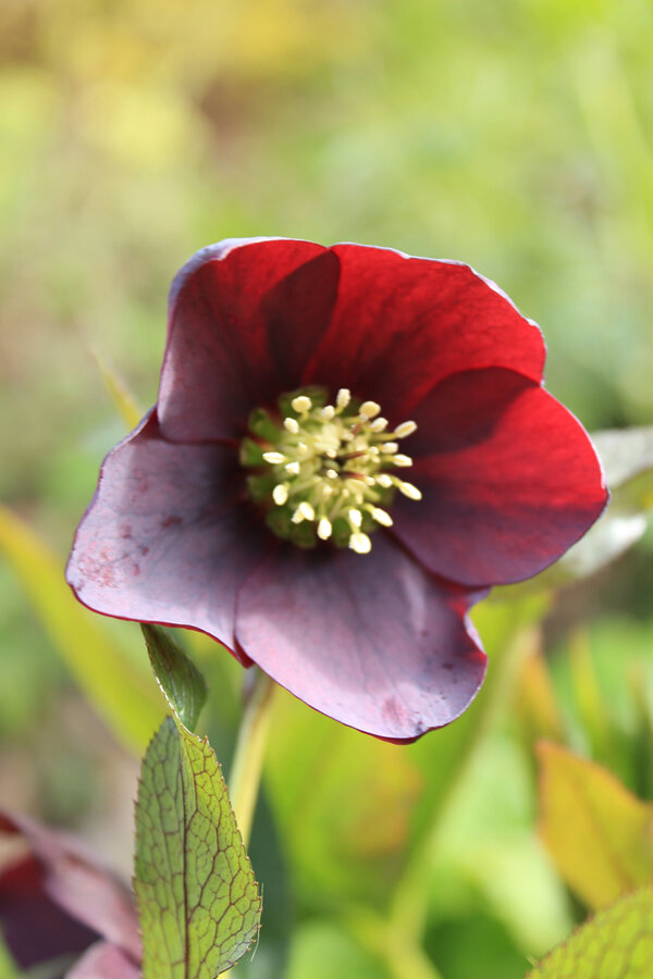 Helleborus orientalis - Dark Red Form