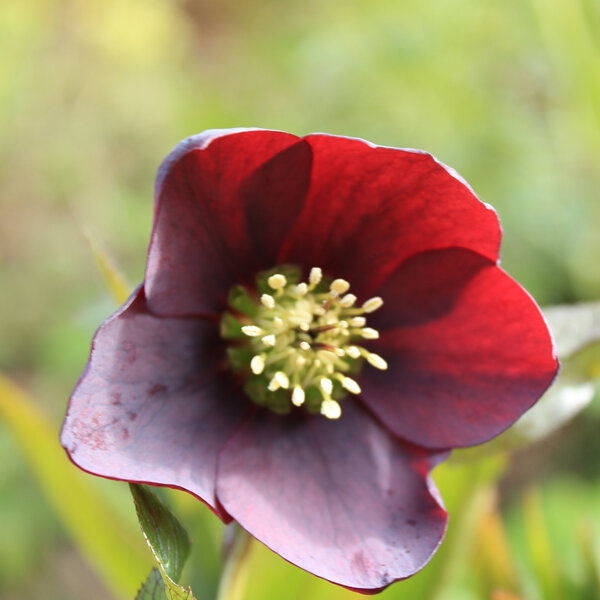 Helleborus orientalis - Dark Red Form