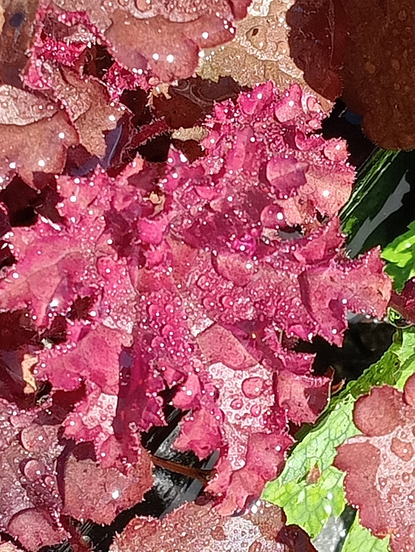 Heuchera 'Melting Fire'