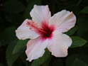 Hibiscus Petals