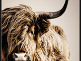 Highland Cattle Framed Canvas Print