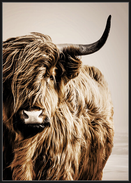 Highland Cattle Framed Canvas Print