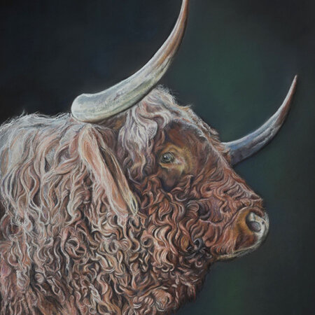 Highlander Bull by Julie Davidson