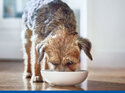 HIll's Science Diet VetEssentials Adult Dog Dry Food